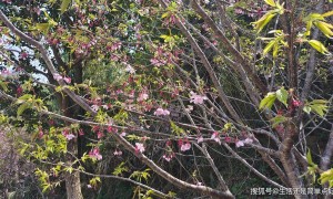 人到了60岁，不用担心后半辈子怎么过，读懂“乌鸦定律”就够了